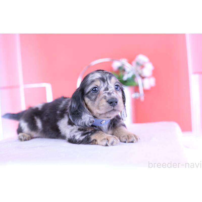 成約済の愛知県のカニンヘンダックスフンド(ロングヘアード)-426210の7枚目