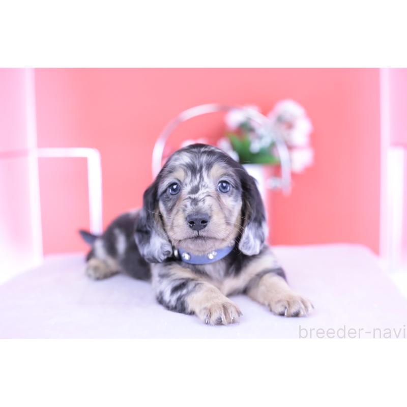 成約済の愛知県のカニンヘンダックスフンド(ロングヘアード)-426210の6枚目