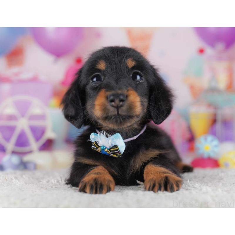 販売中の東京都のカニンヘンダックスフンド(ロングヘアード)-429222の10枚目