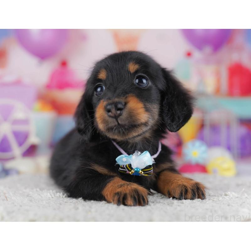 販売中の東京都のカニンヘンダックスフンド(ロングヘアード)-429222の9枚目