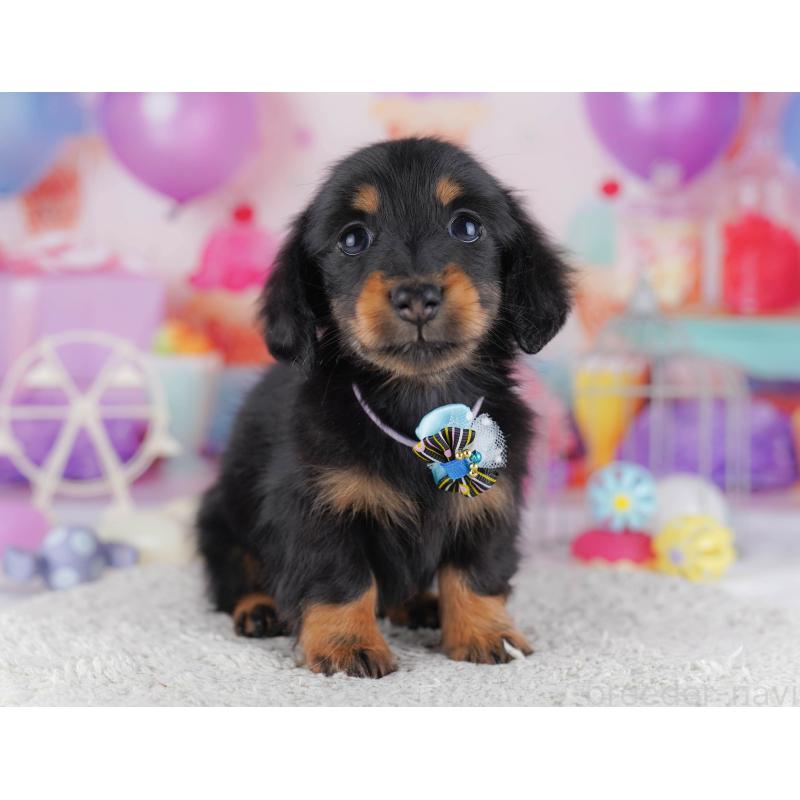 販売中の東京都のカニンヘンダックスフンド(ロングヘアード)-429222の8枚目