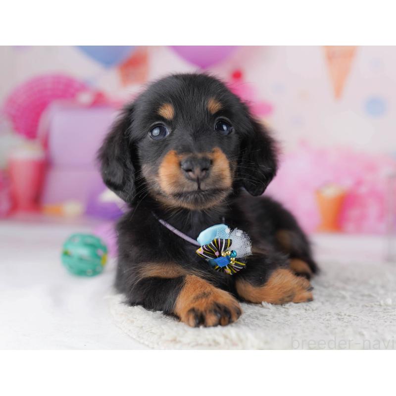 販売中の東京都のカニンヘンダックスフンド(ロングヘアード)-429222の7枚目