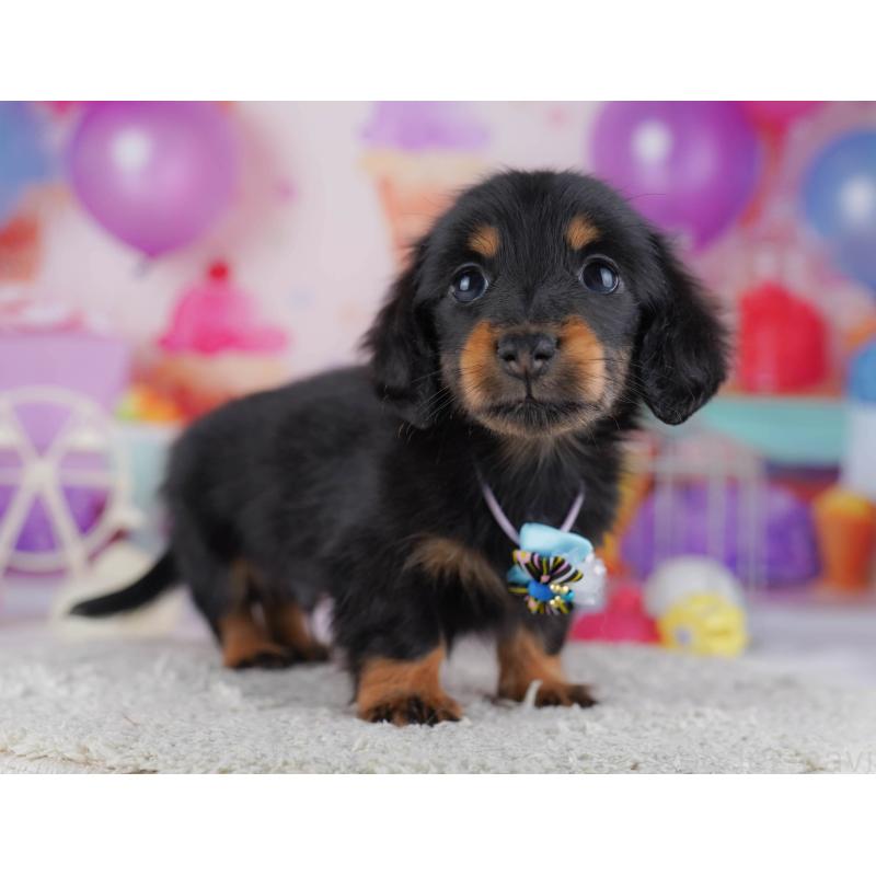 販売中の東京都のカニンヘンダックスフンド(ロングヘアード)-429222の6枚目