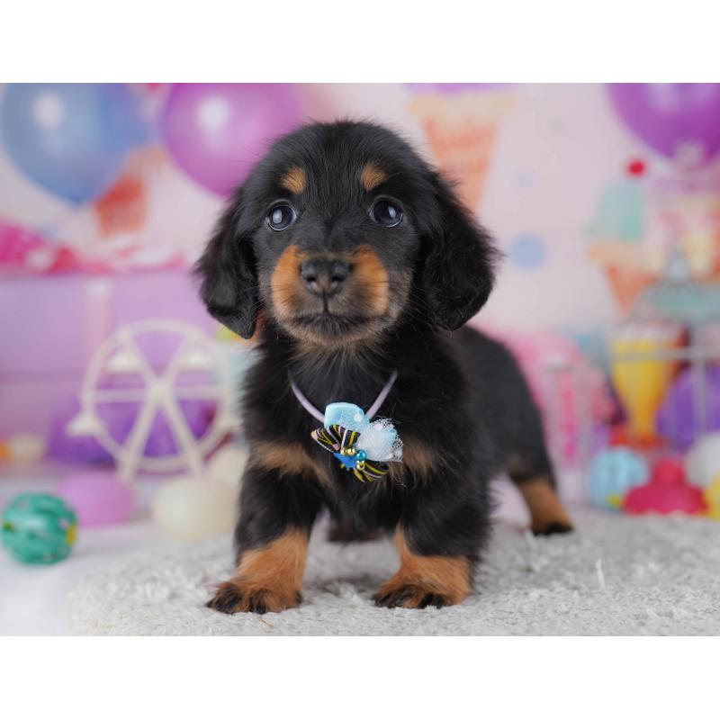 販売中の東京都のカニンヘンダックスフンド(ロングヘアード)-429222の5枚目