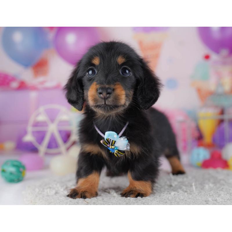 販売中の東京都のカニンヘンダックスフンド(ロングヘアード)-429222の4枚目