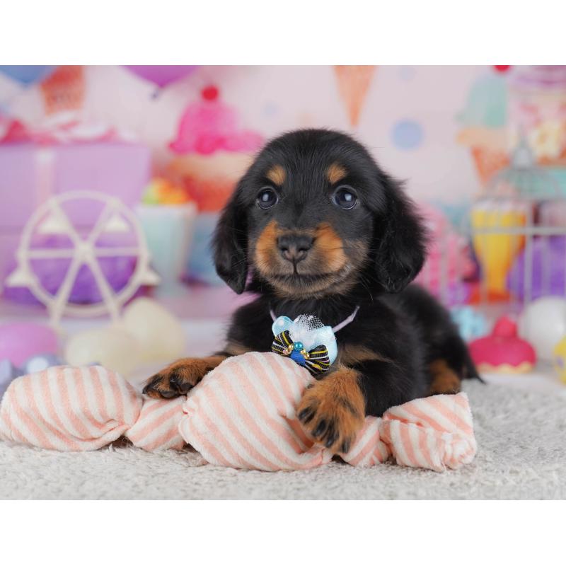 販売中の東京都のカニンヘンダックスフンド(ロングヘアード)-429222の3枚目