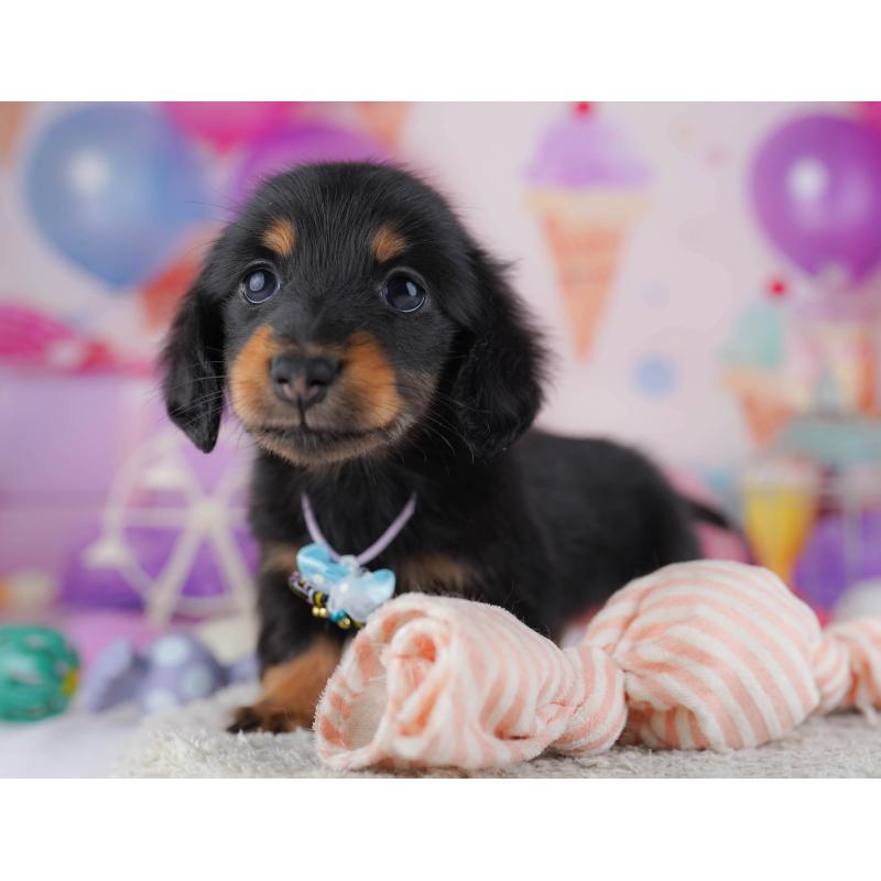 販売中の東京都のカニンヘンダックスフンド(ロングヘアード)-429222の2枚目