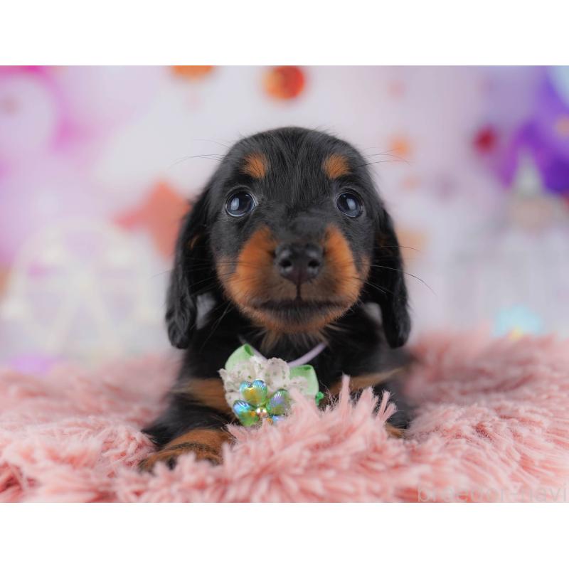 販売中の東京都のカニンヘンダックスフンド(ロングヘアード)-429221の10枚目