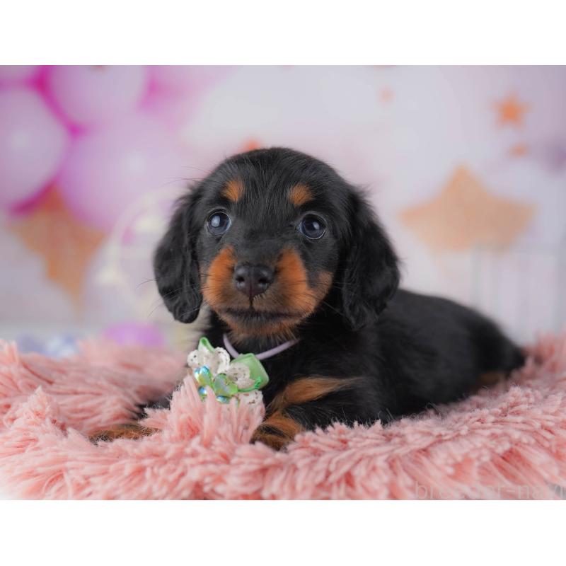 販売中の東京都のカニンヘンダックスフンド(ロングヘアード)-429221の9枚目