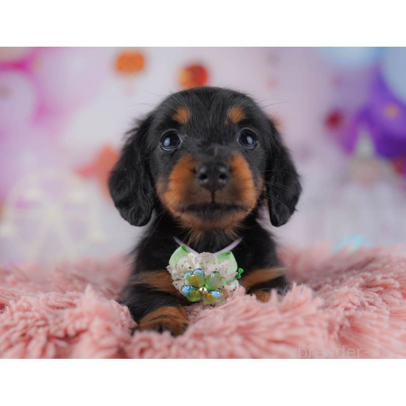 販売中の東京都のカニンヘンダックスフンド(ロングヘアード)-429221