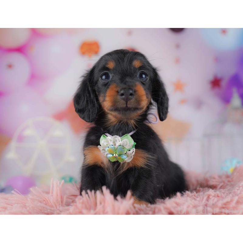 販売中の東京都のカニンヘンダックスフンド(ロングヘアード)-429221の8枚目