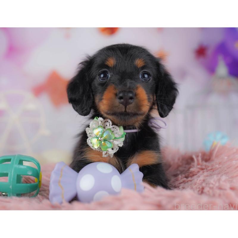 販売中の東京都のカニンヘンダックスフンド(ロングヘアード)-429221の7枚目