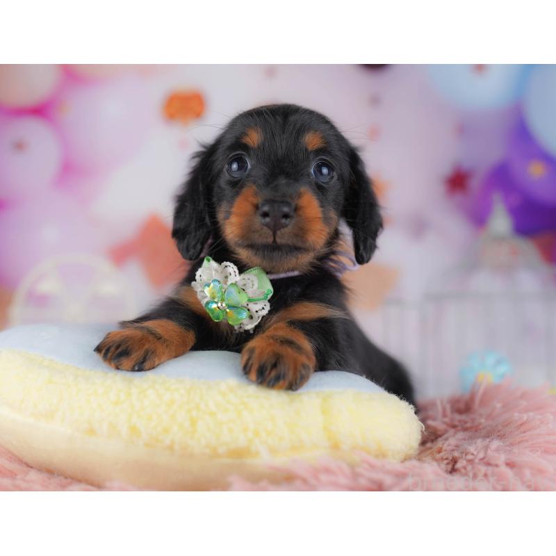 販売中の東京都のカニンヘンダックスフンド(ロングヘアード)-429221の6枚目