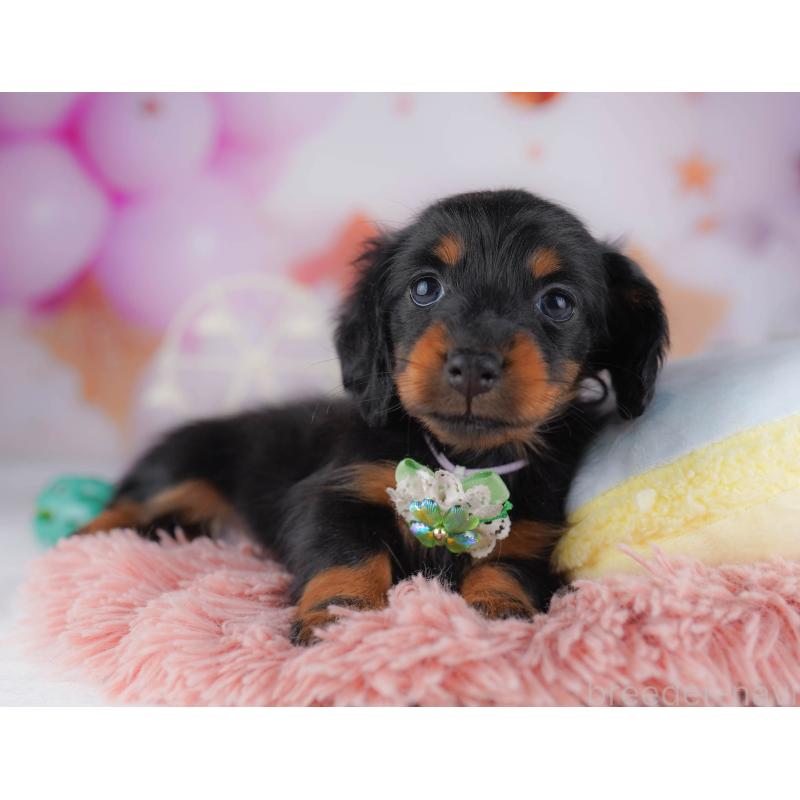 販売中の東京都のカニンヘンダックスフンド(ロングヘアード)-429221の5枚目