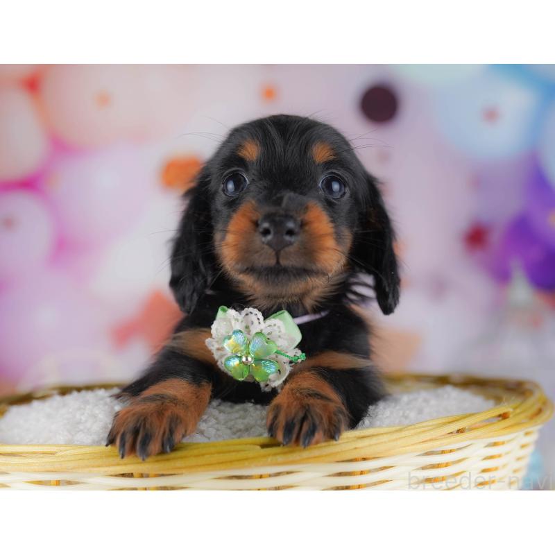 販売中の東京都のカニンヘンダックスフンド(ロングヘアード)-429221の4枚目