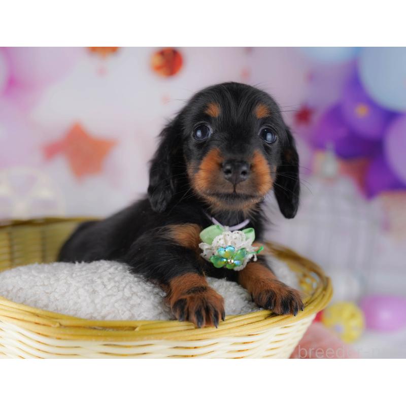 販売中の東京都のカニンヘンダックスフンド(ロングヘアード)-429221の3枚目