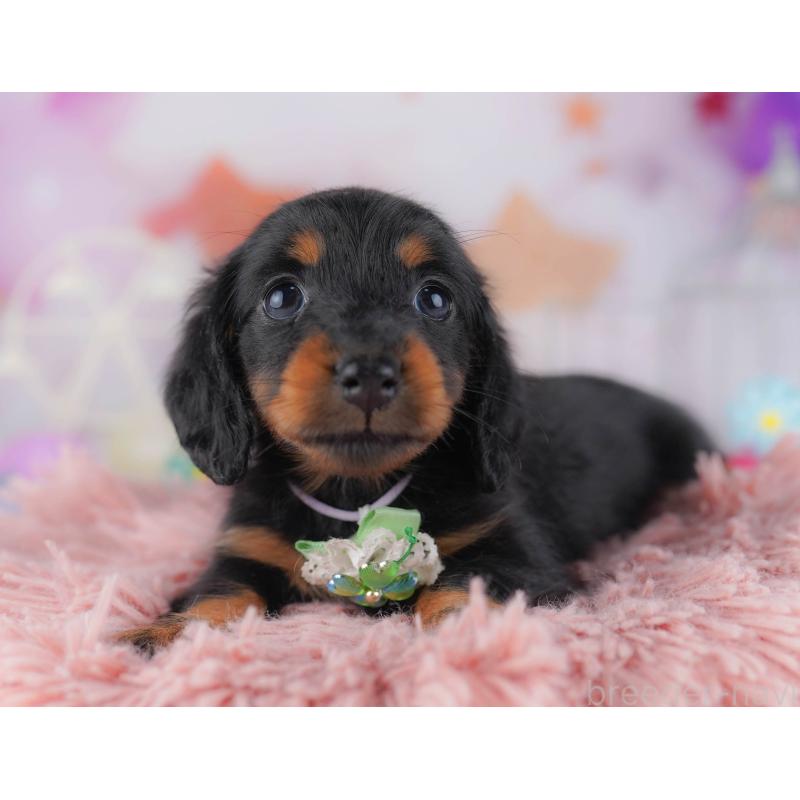 販売中の東京都のカニンヘンダックスフンド(ロングヘアード)-429221の2枚目