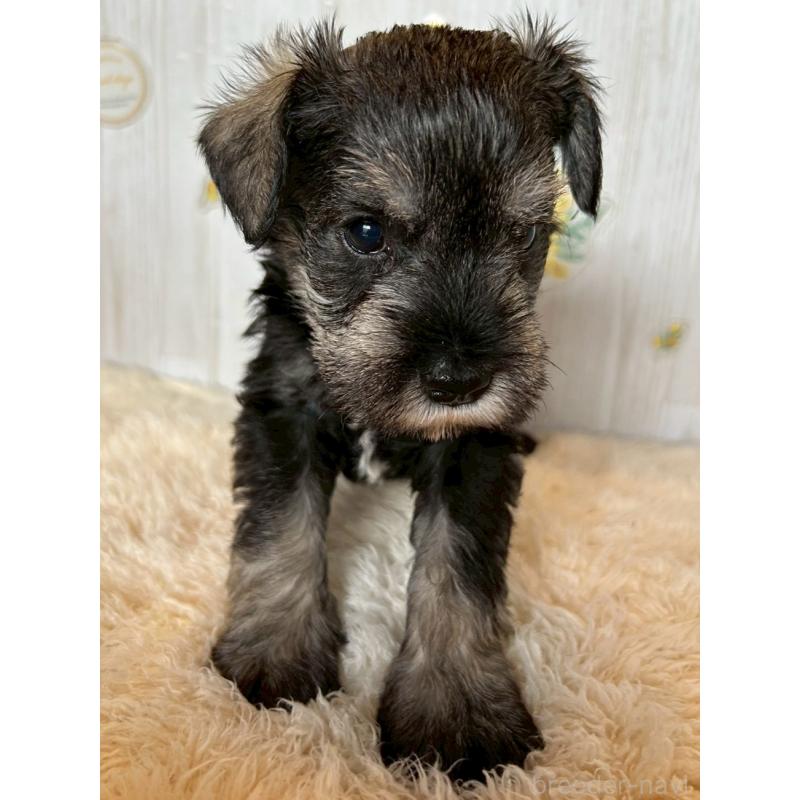 販売中の群馬県のミニチュアシュナウザー-428439の3枚目