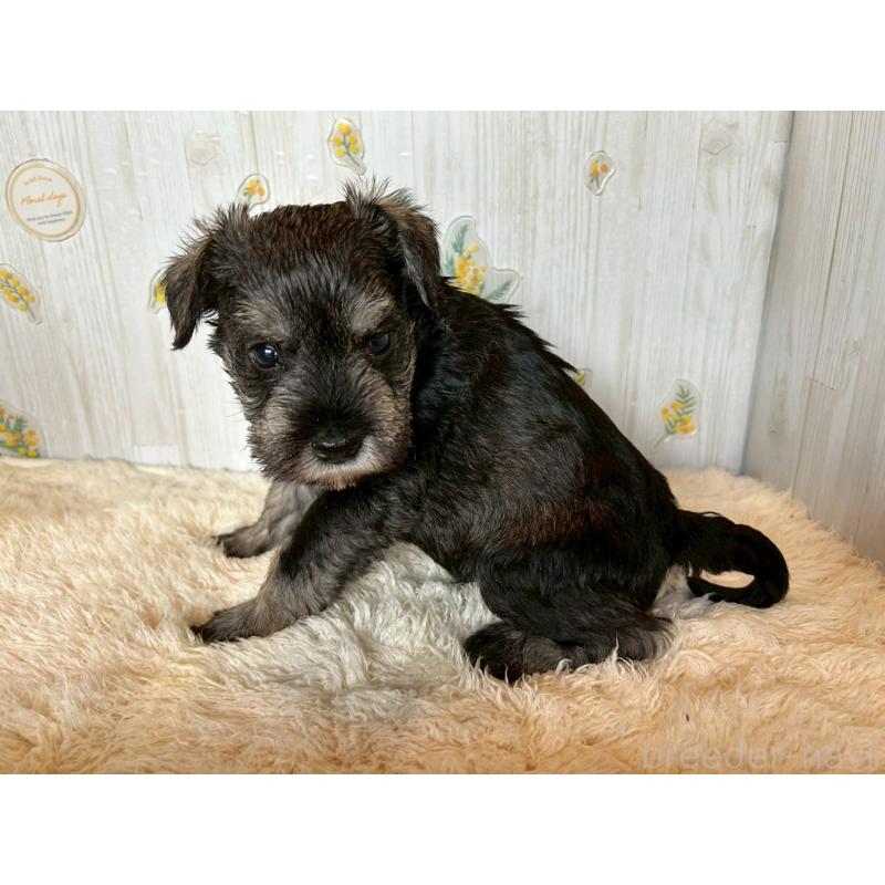 販売中の群馬県のミニチュアシュナウザー-428439の2枚目