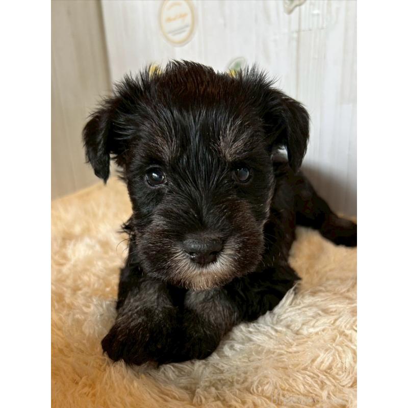 販売中の群馬県のミニチュアシュナウザー-428440の1枚目