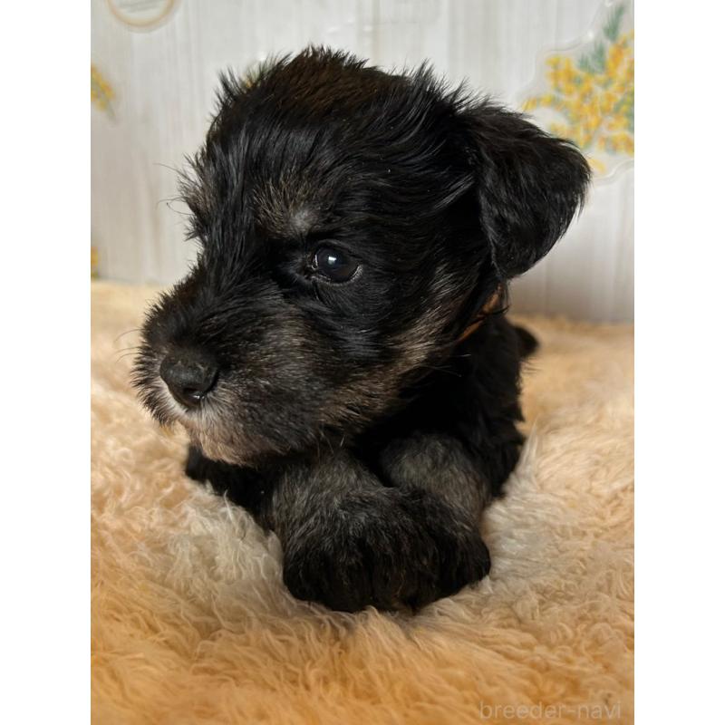 販売中の群馬県のミニチュアシュナウザー-428440の4枚目