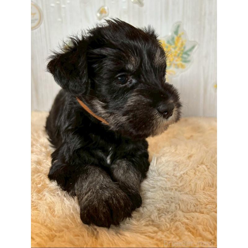 販売中の群馬県のミニチュアシュナウザー-428440の3枚目