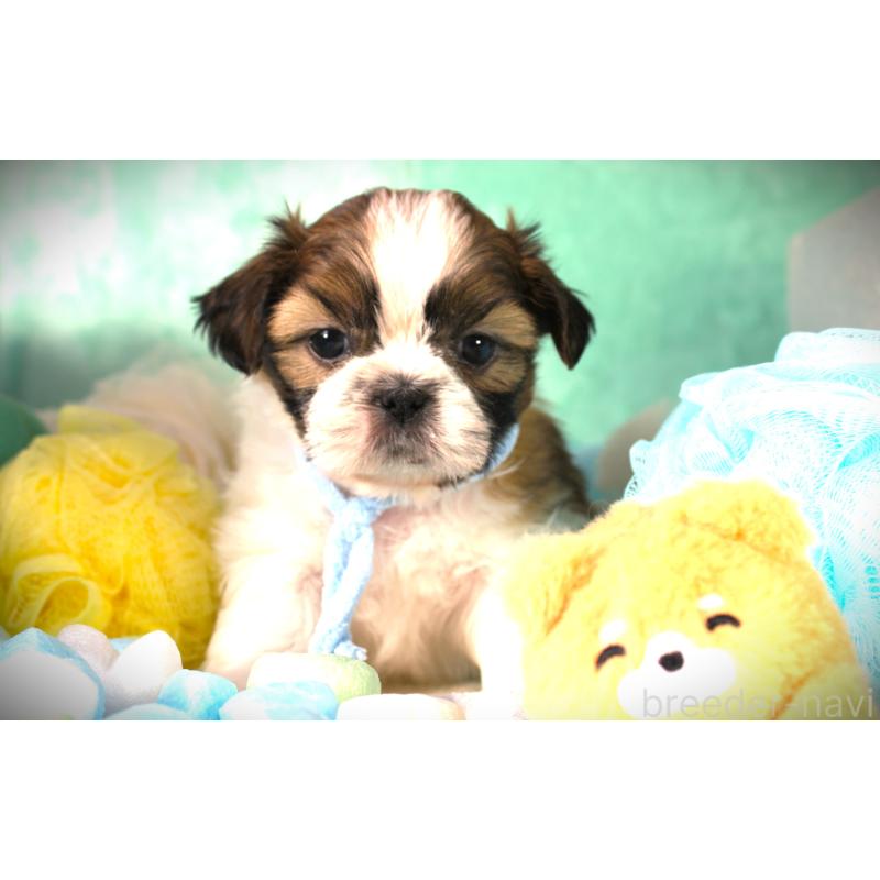 販売中の福岡県のシーズー-428659の5枚目