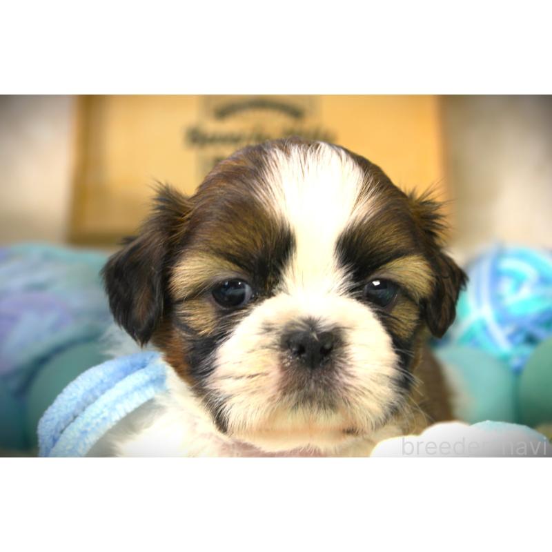 販売中の福岡県のシーズー-428659の4枚目