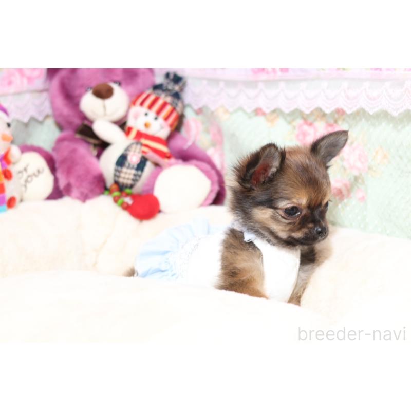 販売中の大阪府のチワワ(ロングコート)-428658の4枚目