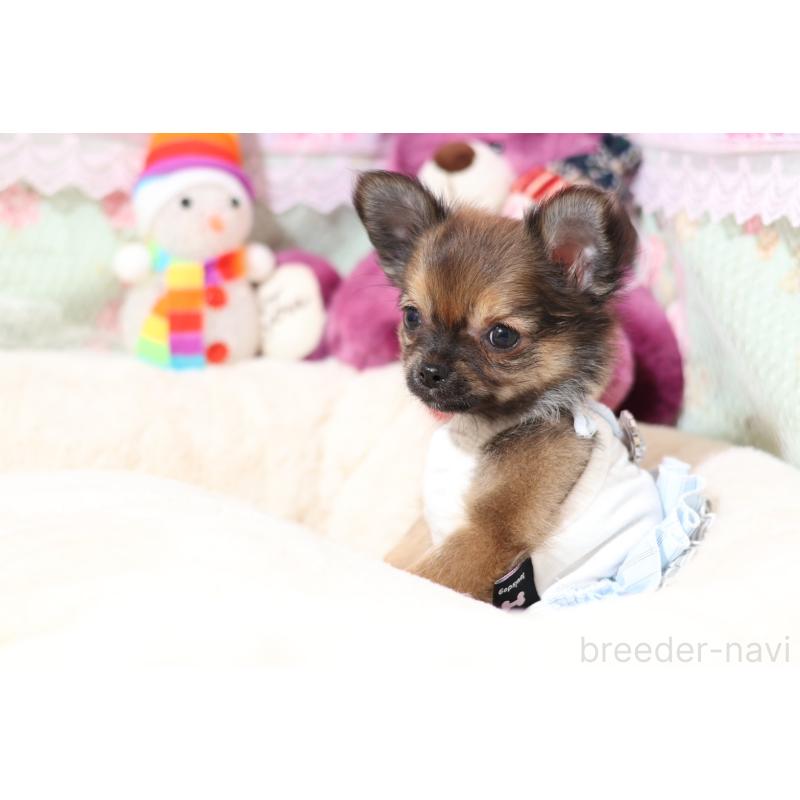 販売中の大阪府のチワワ(ロングコート)-428658の3枚目