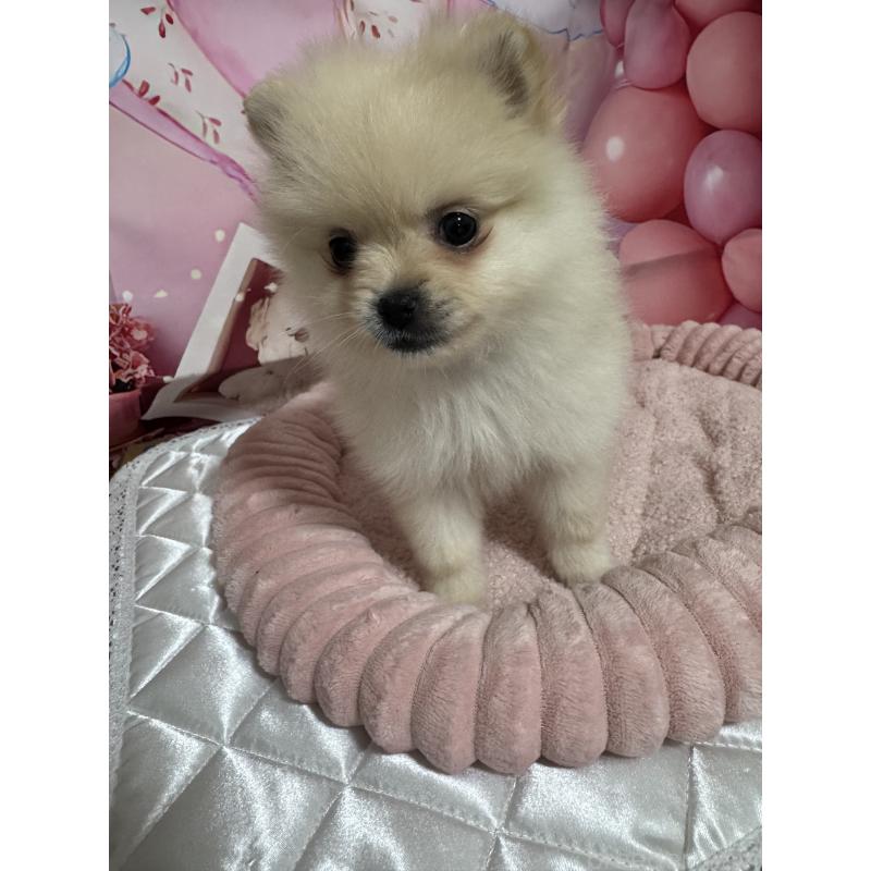 成約済の埼玉県のポメラニアン-427174の2枚目