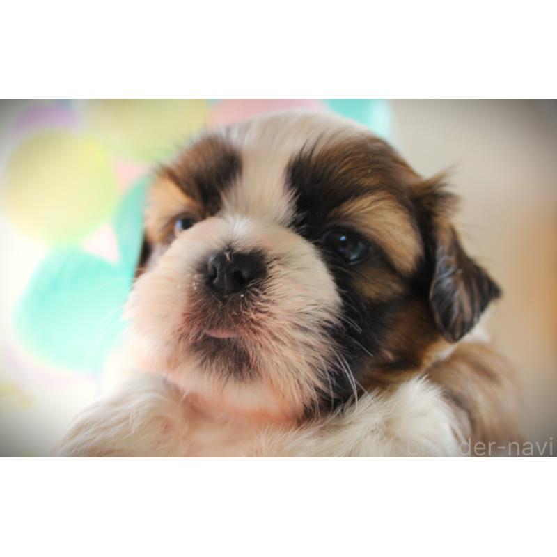 販売中の福岡県のシーズー-428659の3枚目