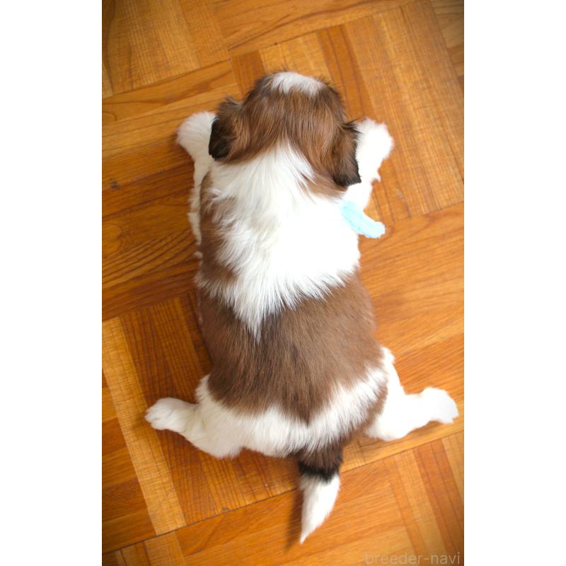 販売中の福岡県のシーズー-428659の2枚目