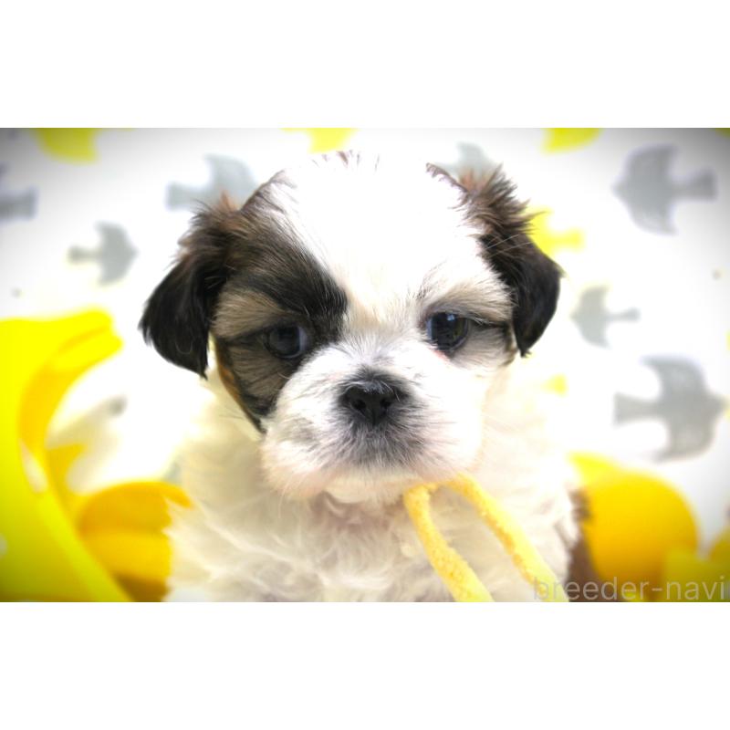 販売中の福岡県のシーズー-428660の4枚目