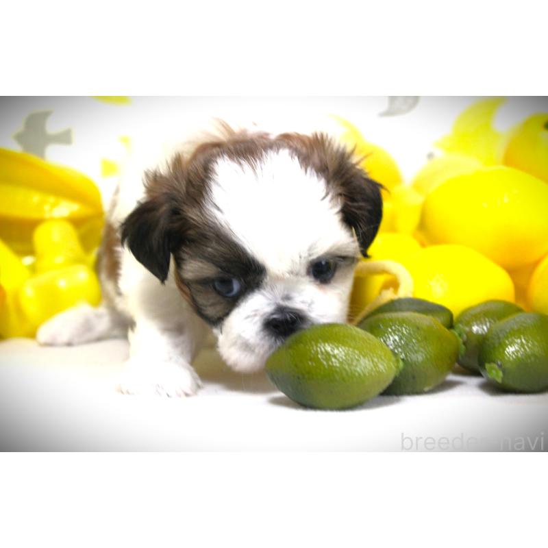 販売中の福岡県のシーズー-428660の3枚目