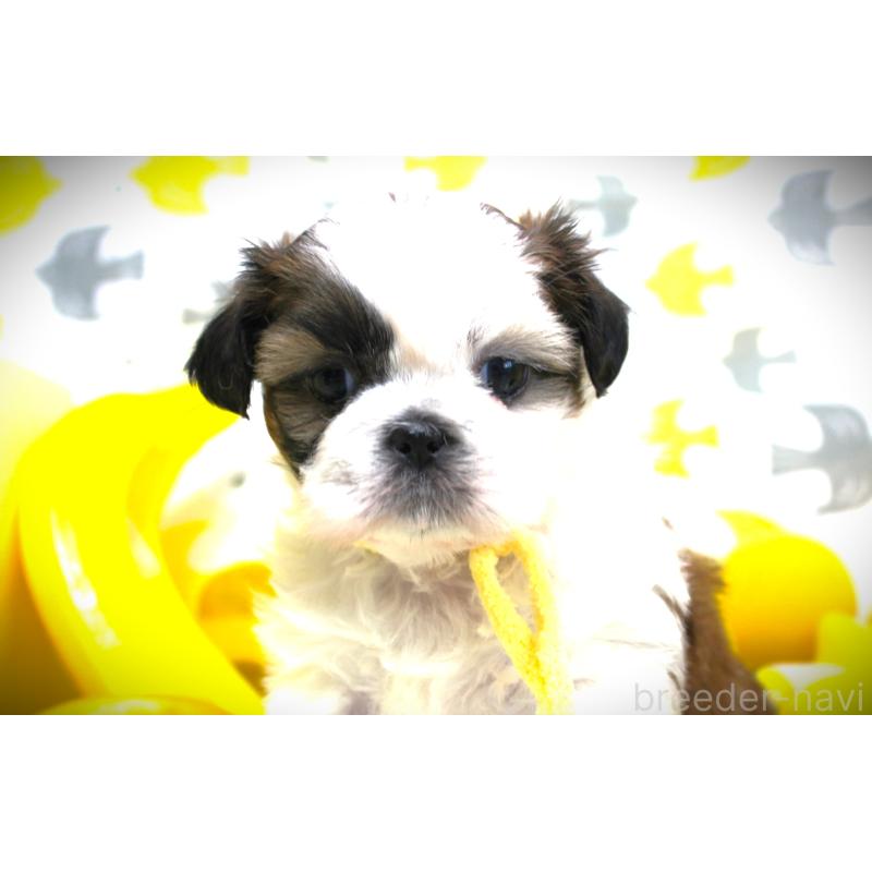 販売中の福岡県のシーズー-428660の2枚目