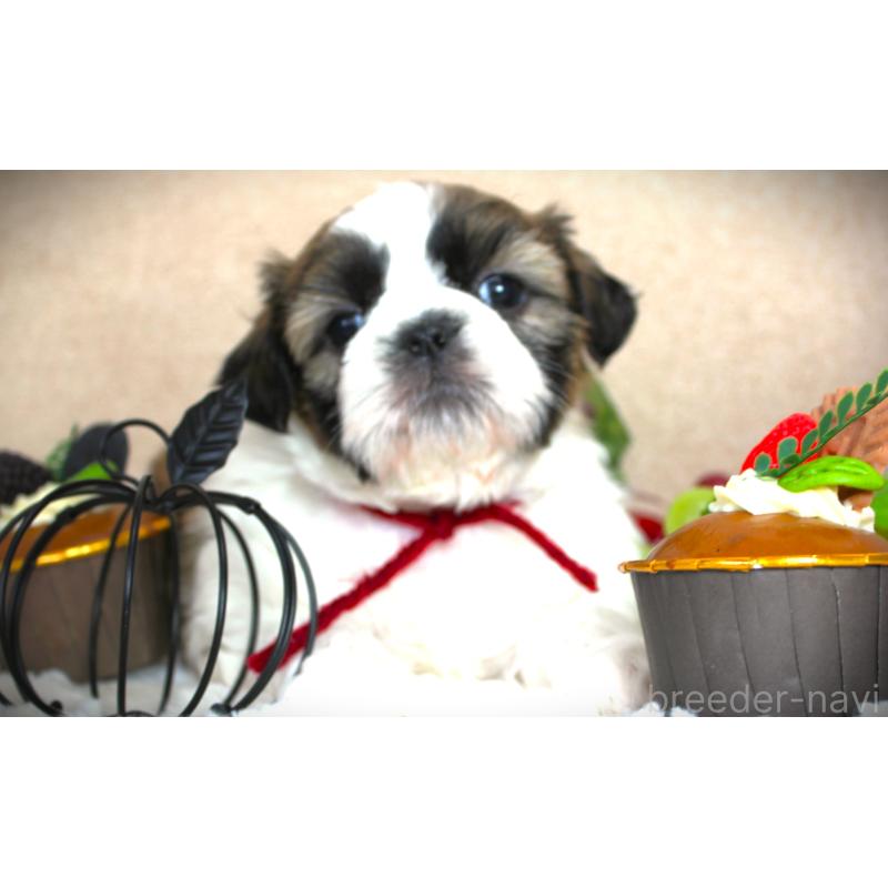 販売中の福岡県のシーズー-428661の4枚目