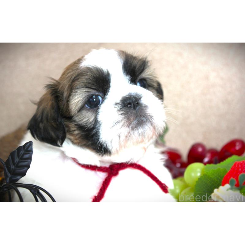 販売中の福岡県のシーズー-428661の3枚目