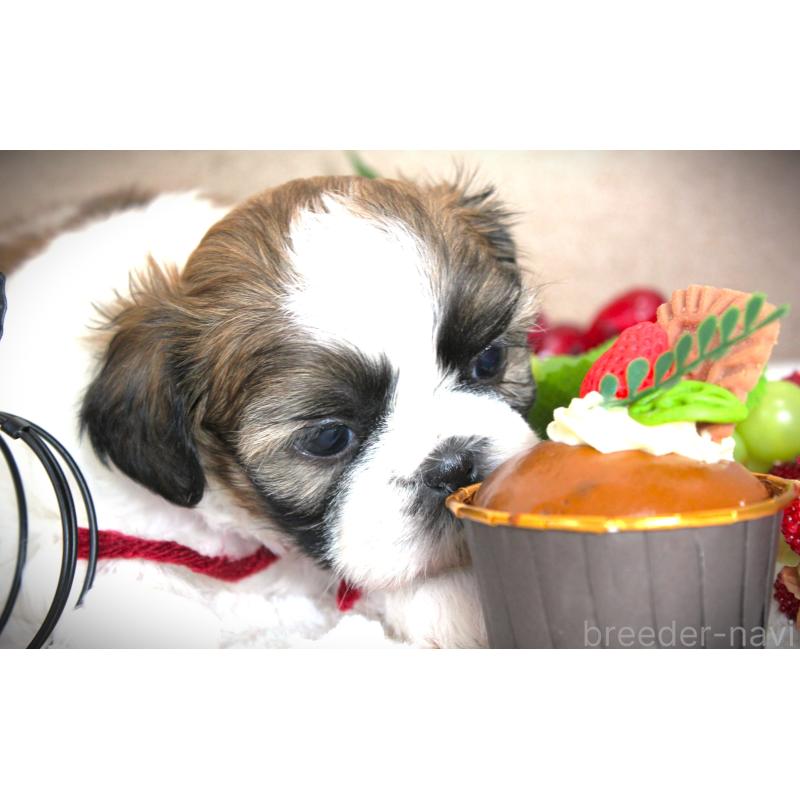 販売中の福岡県のシーズー-428661の2枚目