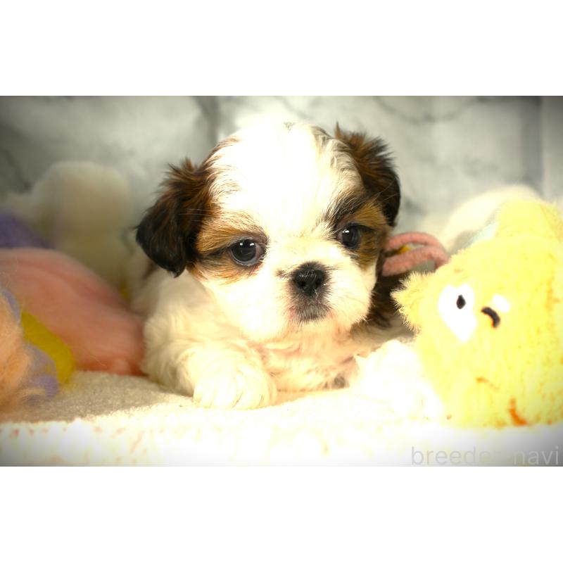 販売中の福岡県のシーズー-428662の5枚目