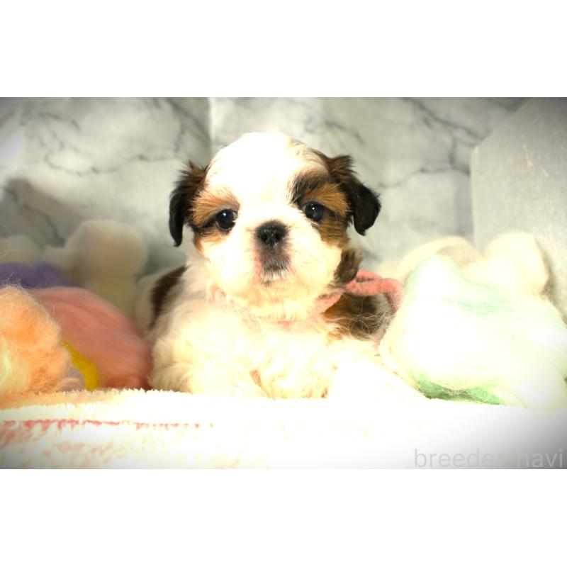 販売中の福岡県のシーズー-428662の4枚目