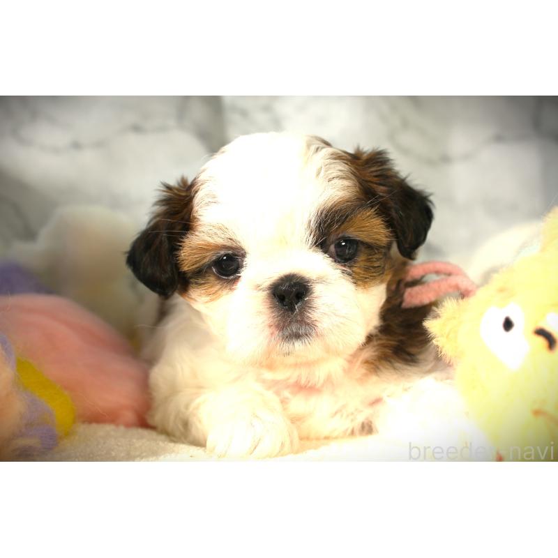 販売中の福岡県のシーズー-428662の3枚目