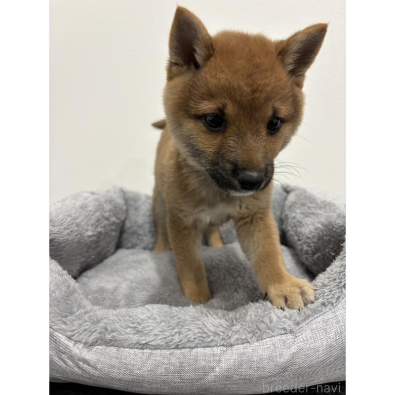 販売中の兵庫県の豆柴-428663の9枚目