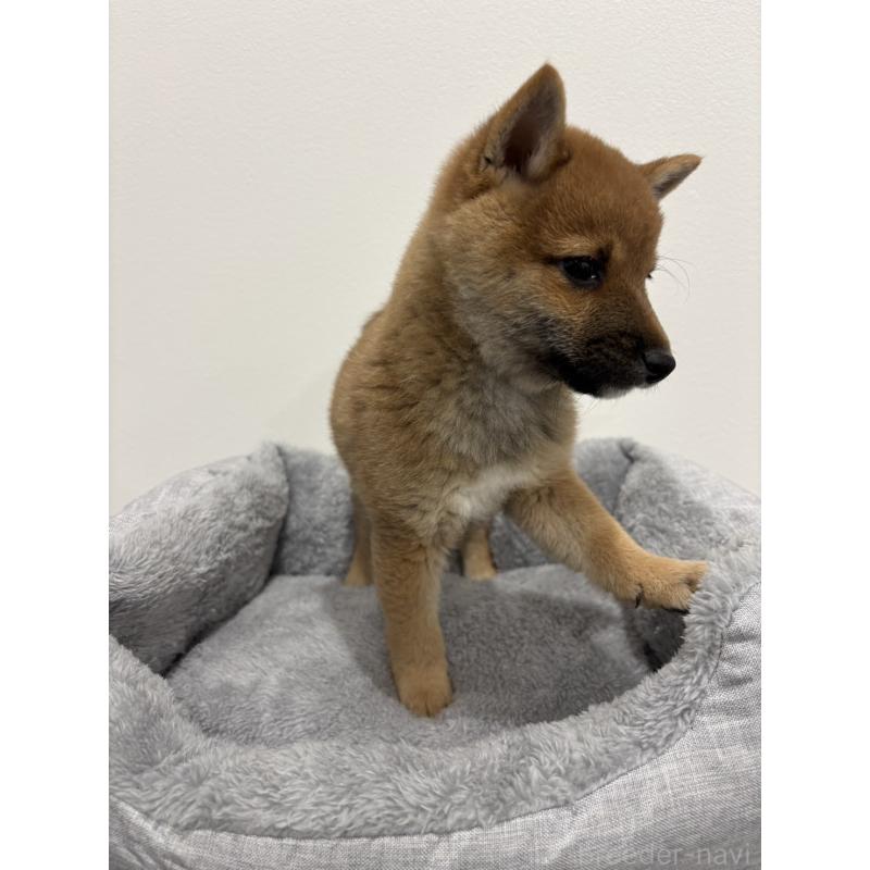 販売中の兵庫県の豆柴-428663の8枚目