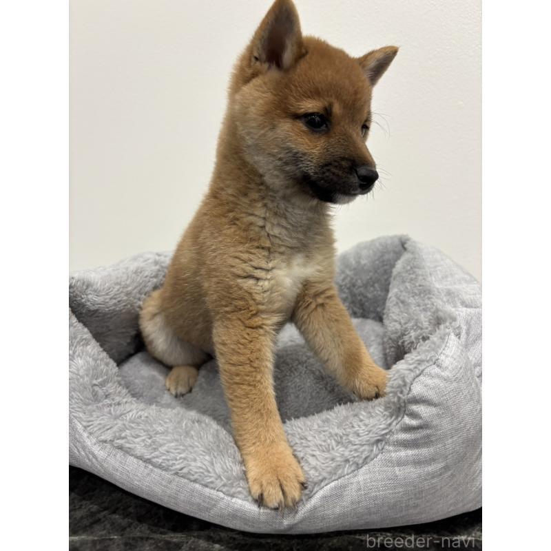 販売中の兵庫県の豆柴-428663の7枚目