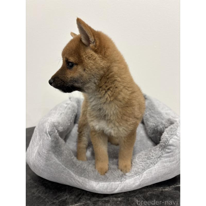 販売中の兵庫県の豆柴-428663の6枚目