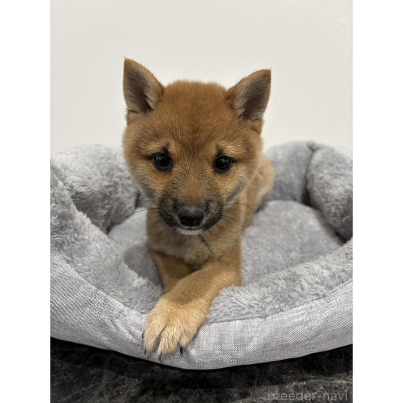 販売中の兵庫県の豆柴-428663の4枚目