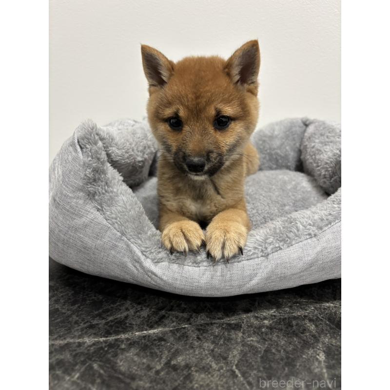 販売中の兵庫県の豆柴-428663の3枚目