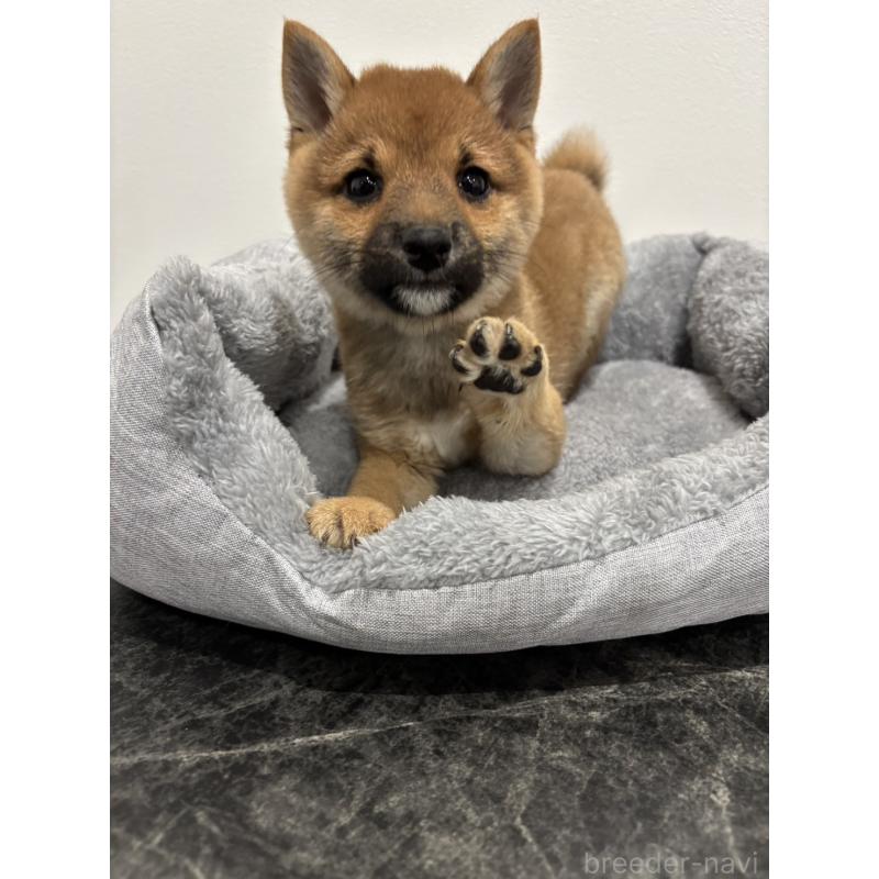 販売中の兵庫県の豆柴-428663の2枚目