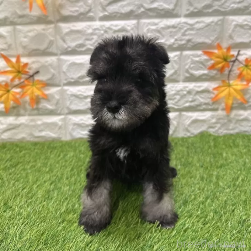 成約済の愛知県のミニチュアシュナウザー-426600